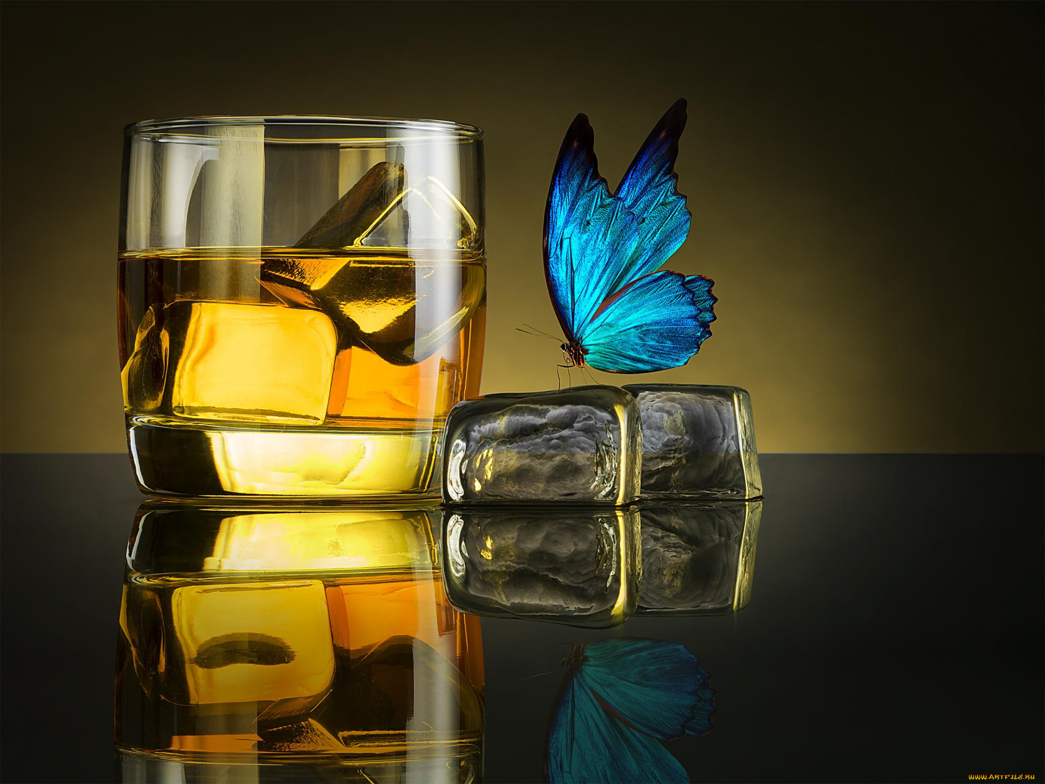 butterfly drink, , , , , , 